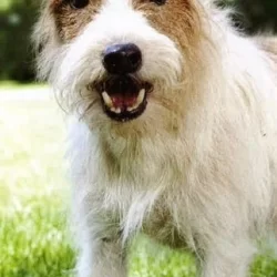 Cosmo