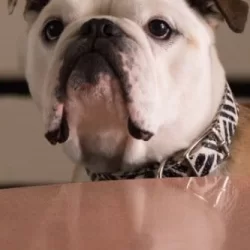Nellie